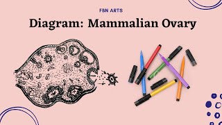 Diagram Mammalian Ovary [upl. by Eener890]