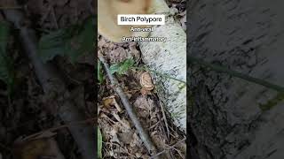 Birch Polypore mushroom nature natureismedicine [upl. by Ruthven]