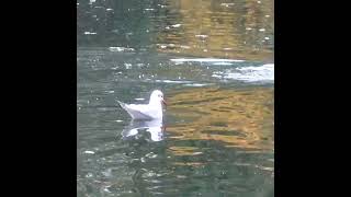 Seagull Shorts Seagull wildlife [upl. by Ahsinet573]