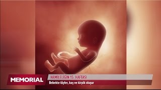 15 haftalık gebelik döneminde neler oluyor [upl. by Alidus829]