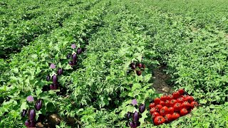 Best Companion Plants Tomatoes amp EggplantBrinjal You Can Intercrop To Miximize Yield amp Market Space [upl. by Sharla]