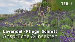 Lavendel  Pflege Schnitt Ansprüche Insekten [upl. by Llyrrad]