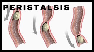 Peristalsis INVOLUNTARY Pushes Food Through the Digestive System [upl. by Arnst]