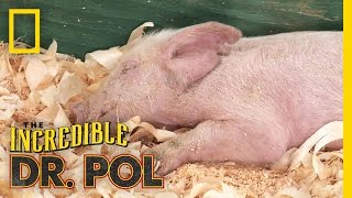 4H Pig  The Incredible Dr Pol [upl. by Aseek]