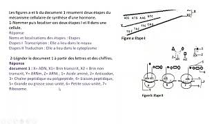 EXERCICE CORRIGE SYNTHESE DES PROTEINES  SVT TERMINALE [upl. by Riha301]