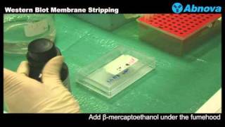 Western Blot Membrane Stripping [upl. by Herminia]