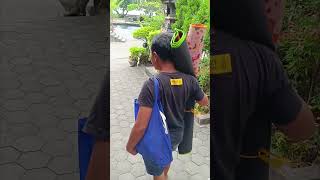 Air Sanih Terkini caraatasi fyp video viral singaraja [upl. by Diarmit]