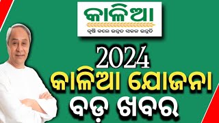 Kalia Yojana New Year UpdateKalia Yojana Ekyc New Update 2024Kalia Yojana New Apply Online 2024 [upl. by Esinereb308]