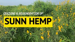 Seeding amp regeneration of Sunn Hemp [upl. by Ellitnahc]