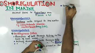 Osmoregulation In Marine Animals  Bony Fish  Class 12 Biology [upl. by Ikin792]