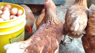 Galpón de gallinas ponedoras a bajo costos recolección de huevos [upl. by Kiraa]