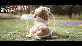 CAVACHON PUPPIES [upl. by Opal]