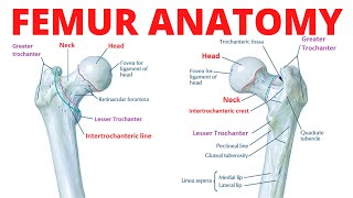 Femur Anatomy [upl. by Yrannav]