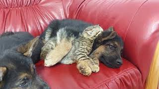 Foster Kittens Raised By German Shepherd Uses Him As A Pillow [upl. by Etnaud]