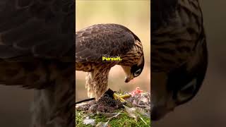 Peregrine Falcon hunting tactics facts wildanimalfacts wildlife animals tactics birds falcon [upl. by Sirrep619]