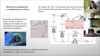 Cryptosporidium [upl. by Anoynek]