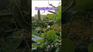 Avaraimaadithottamnature shortvideoshortsviralshorts subscribeBeautyGardeny4i [upl. by Ralf674]