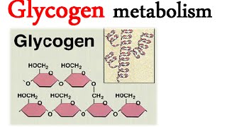 Glycogen metabolism [upl. by Nitnert]