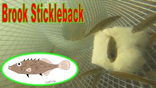 Brook Stickleback [upl. by Hussey261]