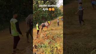 ಹೋರಿ ಲವರ್ 😍🥰 bulllovers horihabba jallikattu bull horirace niyat [upl. by Orlanta869]