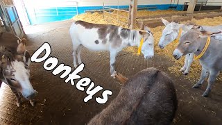 Award Winning Sidmouth Donkey Sanctuary  Visiting Donkeys in Devon [upl. by Nirtiak]