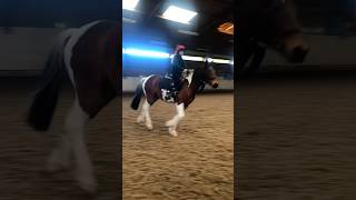 Cantering albs equestrian canter horseriding pony skewbald [upl. by Simetra]