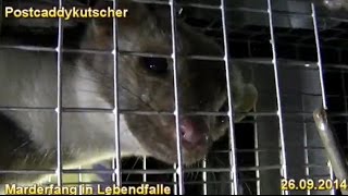 Marder Mustelidae gefangen in Lebendfalle Marderfang [upl. by Lytsirhc975]