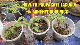 HOW TO PROPAGATE LAGUNDI  VITEX NEGUNDO  CHINESE CHASTE TREE  HYDROPONICS [upl. by Imerej449]