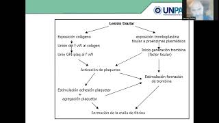 hemostasia clase 11 [upl. by Anrol718]