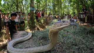 KING COBRA SING LAKI NG HITA NG BATA PART 2 [upl. by Johannessen]