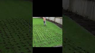 Manual Coring Ryegrass Lawn [upl. by Howenstein]