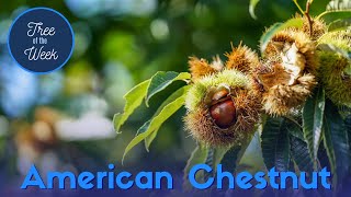 Tree of the Week American Chestnut [upl. by Yci]