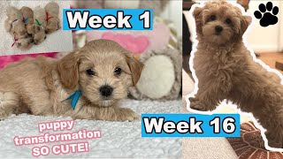 Maltipoo Puppy Growing Up  Week 1 to Week 16  Puppy Transformation [upl. by Kincaid]