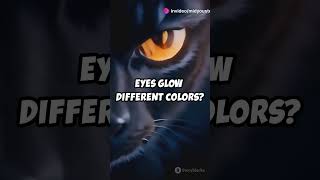 Why Do Cats Eyes Glow in the Dark 🐱✨ [upl. by Zoila]