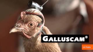 The Stabilization Power of Chicken Heads Featured in New Commercials [upl. by Nahsad]