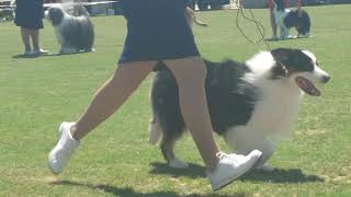 2023 Kyneton Agriculture Show  Working Dogs [upl. by Drofnelg]