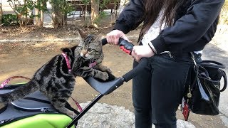 妹と初めてのペットカートで広すぎる公園をお散歩する猫 [upl. by Nilsoj]