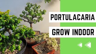 How to Grow Portulacaria Afra Indoors The Easy Method [upl. by Ardnas]