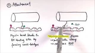 A2 Biology  Mechanism of sliding filament model OCR A Chapter 1310 [upl. by Xuaegram]