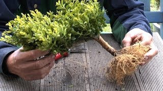 Bonsai geht auf Reisen Von Delbrück Paderborn nach Großhansdorf Hamburg [upl. by Hsirt516]