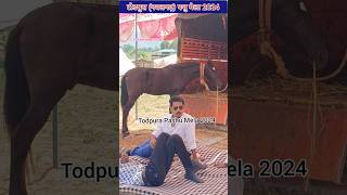 trendingreels horse trendingshorts horsepower horseshow [upl. by Arada996]