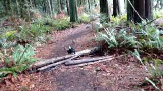 Karelian Bear Dog chasing Dachshund [upl. by Gairc839]