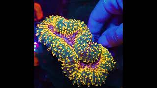 K² Korallenzucht Karlsruhe  Your source for colorful amp healthy corals amp fish [upl. by Zanze]