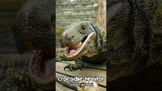 🦖 A modernday DINOSAUR 🦖  🦎 Crocodile Monitor Lizard Varanus salvadorii 🦎 [upl. by Akeit587]