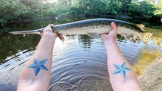 How to Catch Gar Spotted Longnose and Shortnose [upl. by Gniy470]