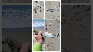 Jacksmelt  Perfect hooksets with 30 offset hooks  No halibut [upl. by Weiser462]