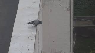 Suicidal pigeon [upl. by Gnues]