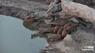 A group of Banded Mongooses runs around Rosies Pan Oct 20 2024 630 PM SAST exploreorg [upl. by Joleen]