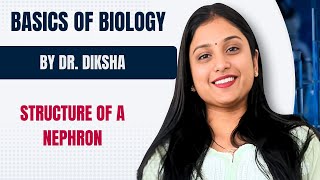 STRUCTURE OF A NEPHRON  BY DR DIKSHA MAAM [upl. by Urba]