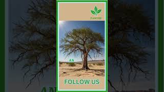 The Importance of Desert Trees plant garden trees houseplants gardening plantcommunity [upl. by Ailemac]